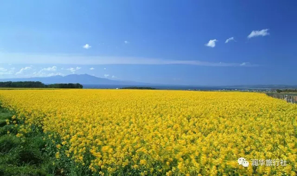 漢中:油菜花開了